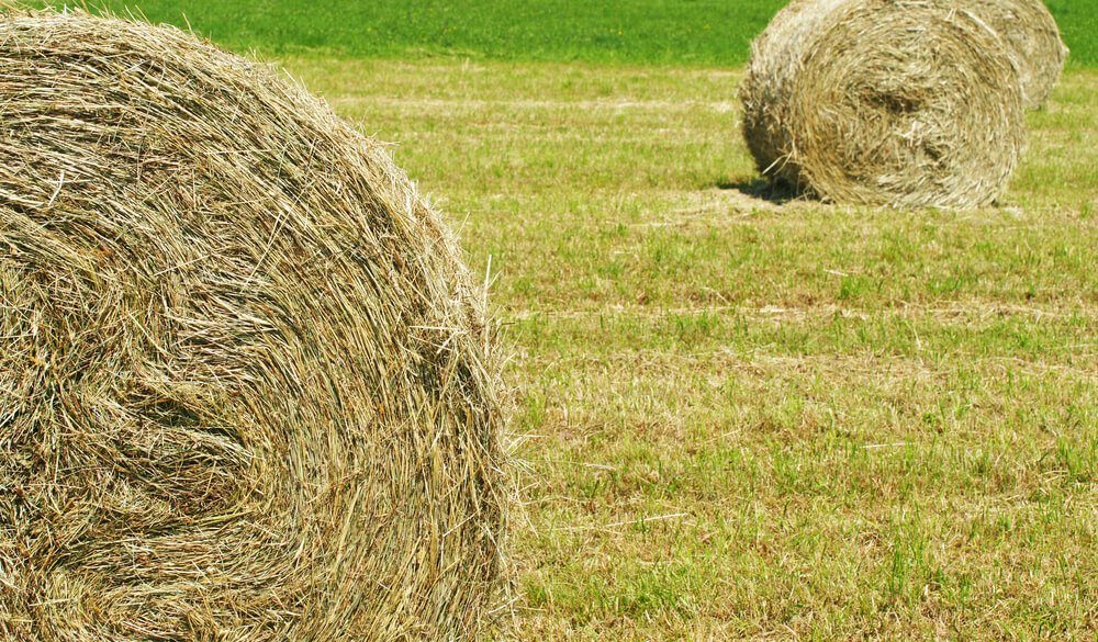 How to Dispose of Straw Bales  
